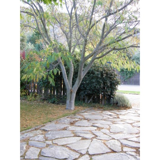 Waitaha Split Natural Stone Paver  - m2