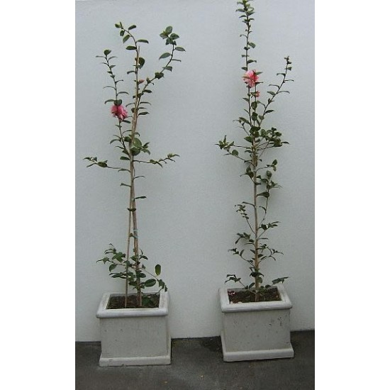 Concrete Planter Square Small - Exposed Aggregate Classic